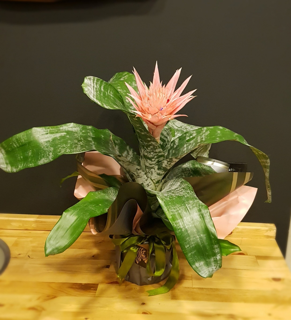 Aechmea Fasciata